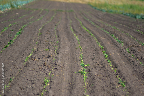 Sprouts of cabbage on the field