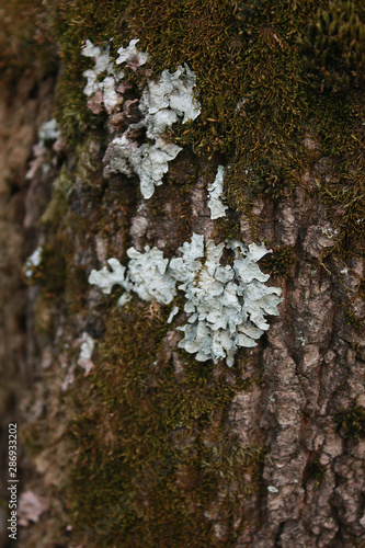 Moss and lichen (Parmelia saxatilis, sulcata, Parmeliaceae) on the bark.
