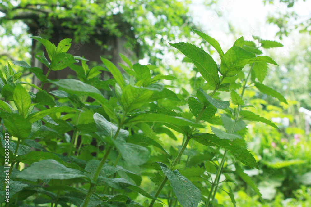 Green leaves of fresh mint in the garden Green leaves of fresh mint in the garden