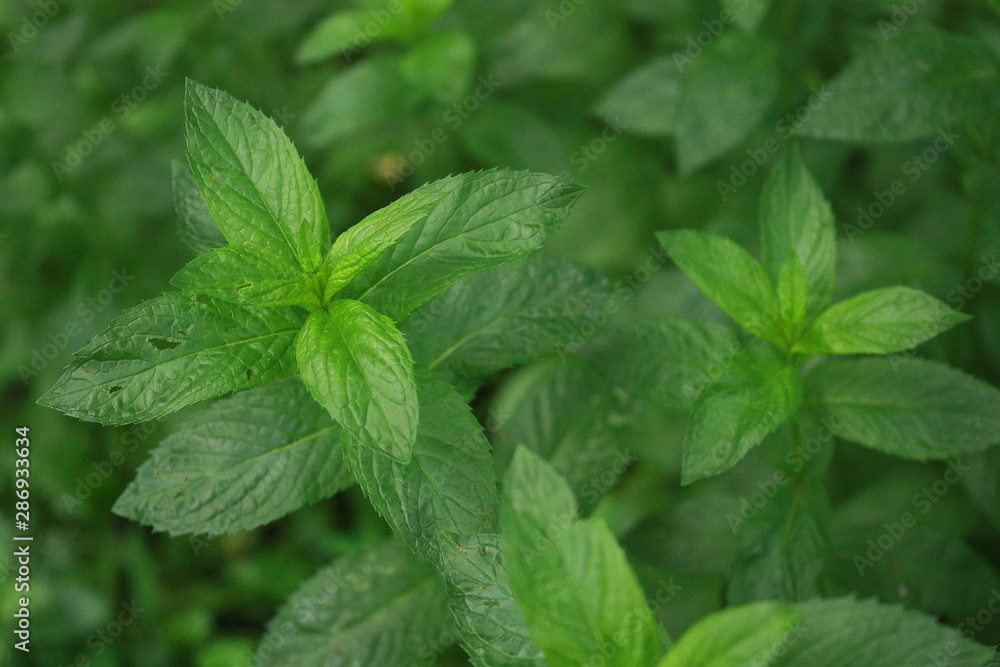 Green leaves of fresh mint in the garden Green leaves of fresh mint in the garden