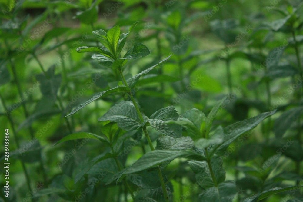 Green leaves of fresh mint in the garden