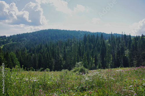  Carpathian landscapes. Meadows  hills  forests and mountains of the Carpathians.