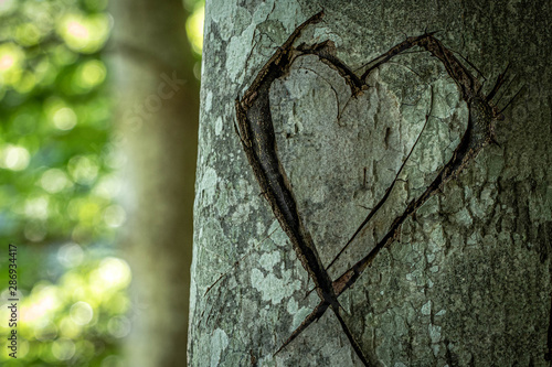 Heart carved into a tree