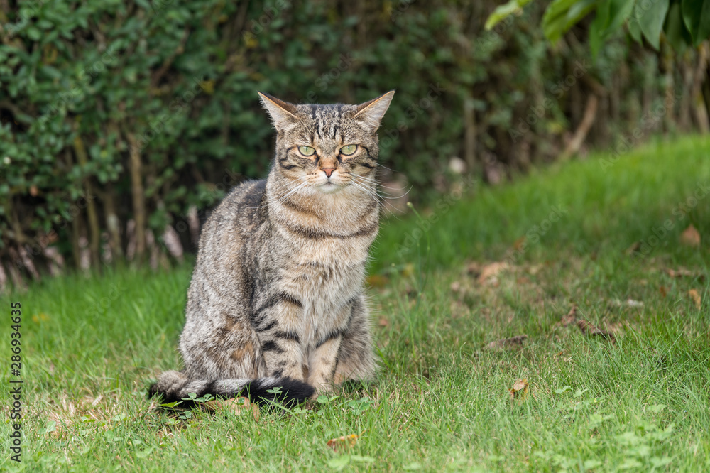 graue Katze sitzt im Gras