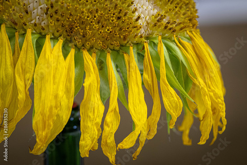 Closeup of dead sunflower