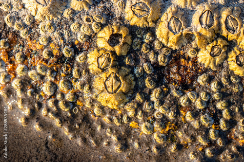 closeup of barnacles