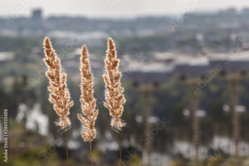 Three yellow Wood small-reed or bush grass ripe ear Calamagrostis epigejos on a beautiful landscape background photo