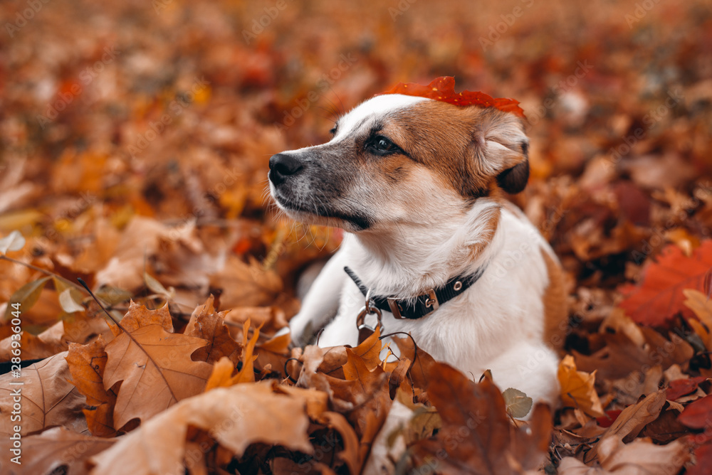 Adorable pup sitting among autumn leaves