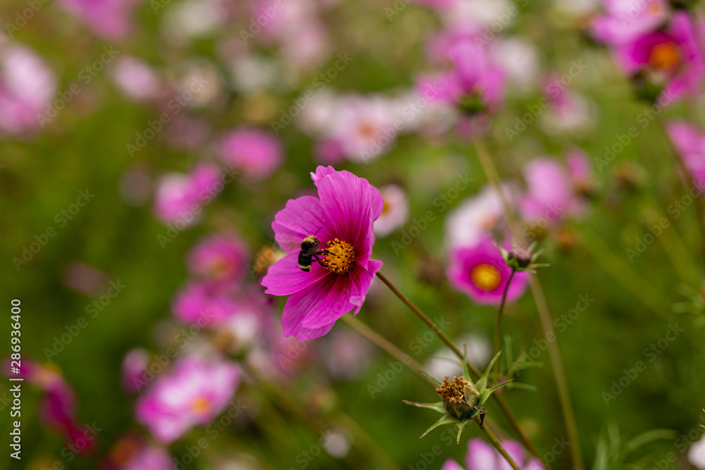 Bees collect pollen from colorful cosmos flowers in a California field