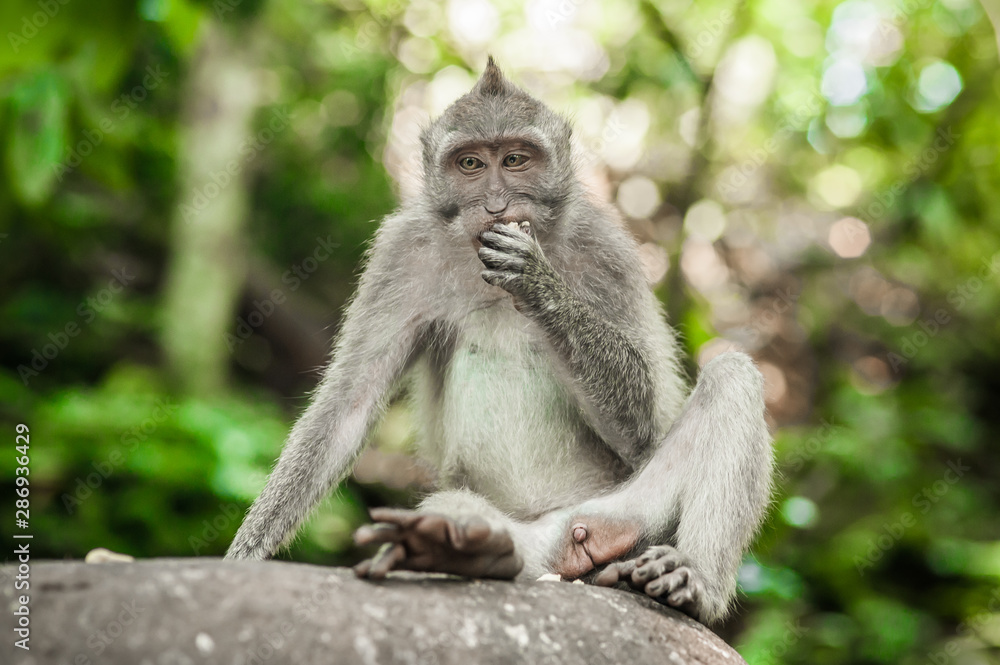 Photo of long tailed macaque monkey at secret monkey forest