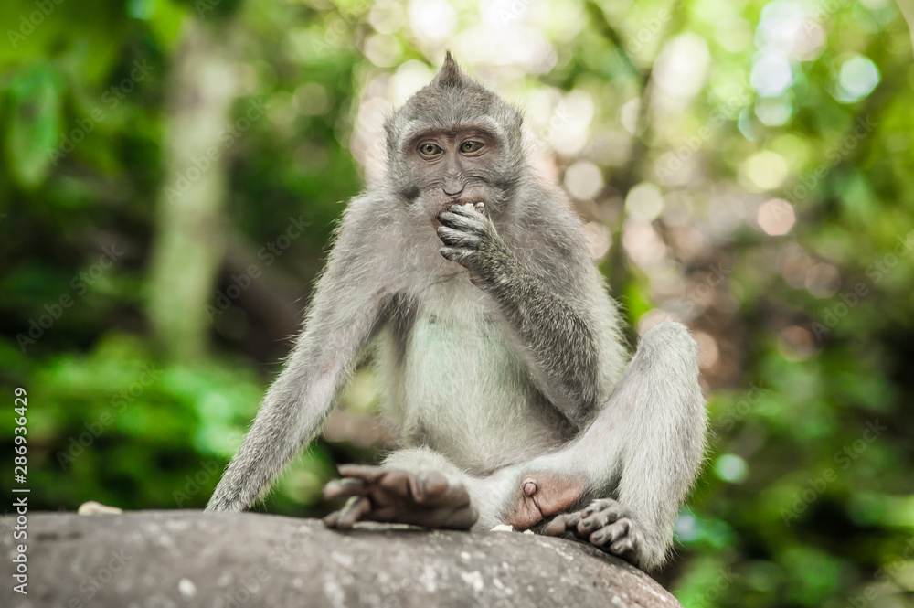 Photo of long tailed macaque monkey at secret monkey forest Photo of long tailed macaque monkey at secret monkey forest