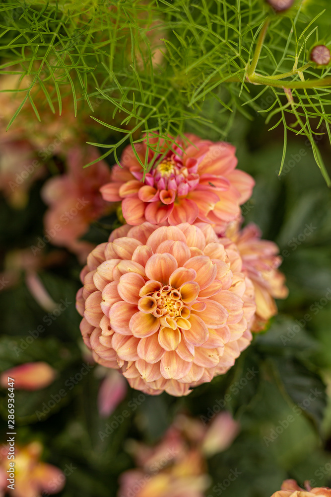 Huge dahlia flowers bloom in a California field