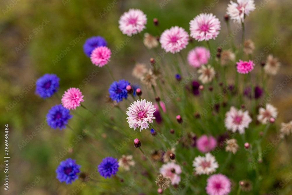 Obraz premium Colorful cornflowers bloom in a California field