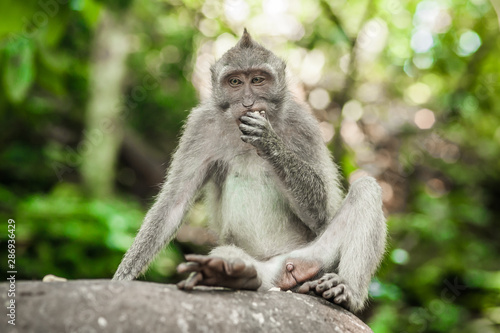 Photo of long tailed macaque monkey at secret monkey forest © guruXOX
