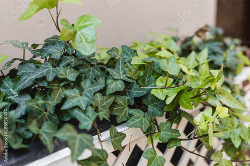 Garden concept of english ivy plant in pot on the balcony, Hedera helix