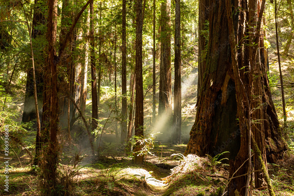 Obraz premium Coastal fog drifts through a dense redwood grove in Northern California