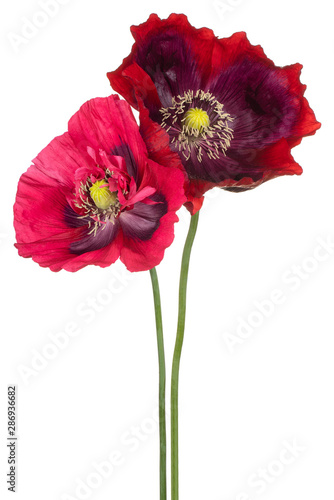 poppy flower isolated