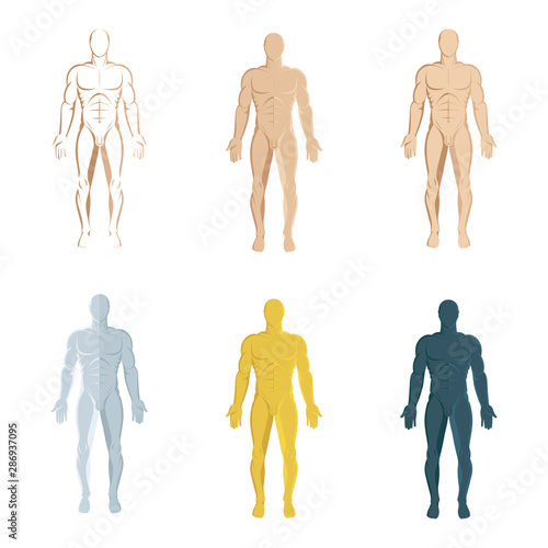 Male body. Hand drawn male body set. Men body front view isolated vector illustration. Male naked full length figure sketch drawing. Part of set.