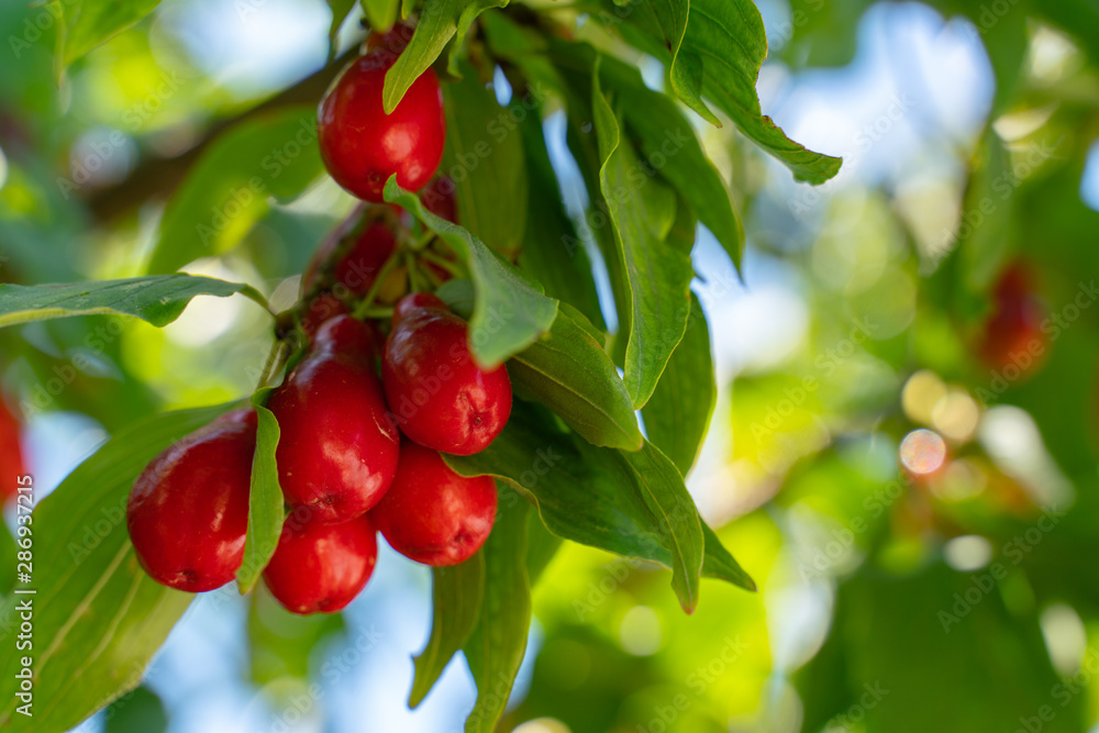 Ripe red dogwood fruits hanging on a tree