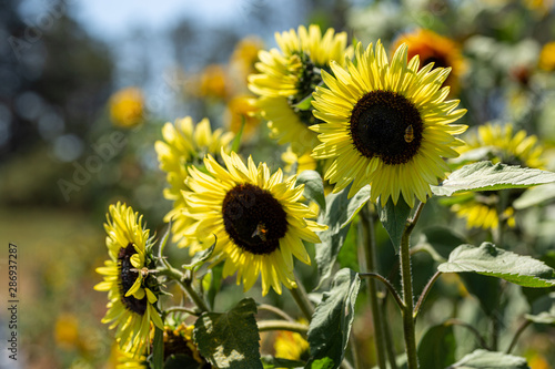 Fototapeta Naklejka Na Ścianę i Meble -  Big healthy sunflowers bloom in summer on a California farm