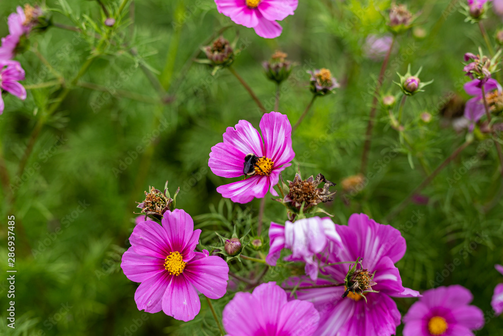 Bees collect pollen from colorful cosmos flowers in a California field Bees collect pollen from colorful cosmos flowers in a California field