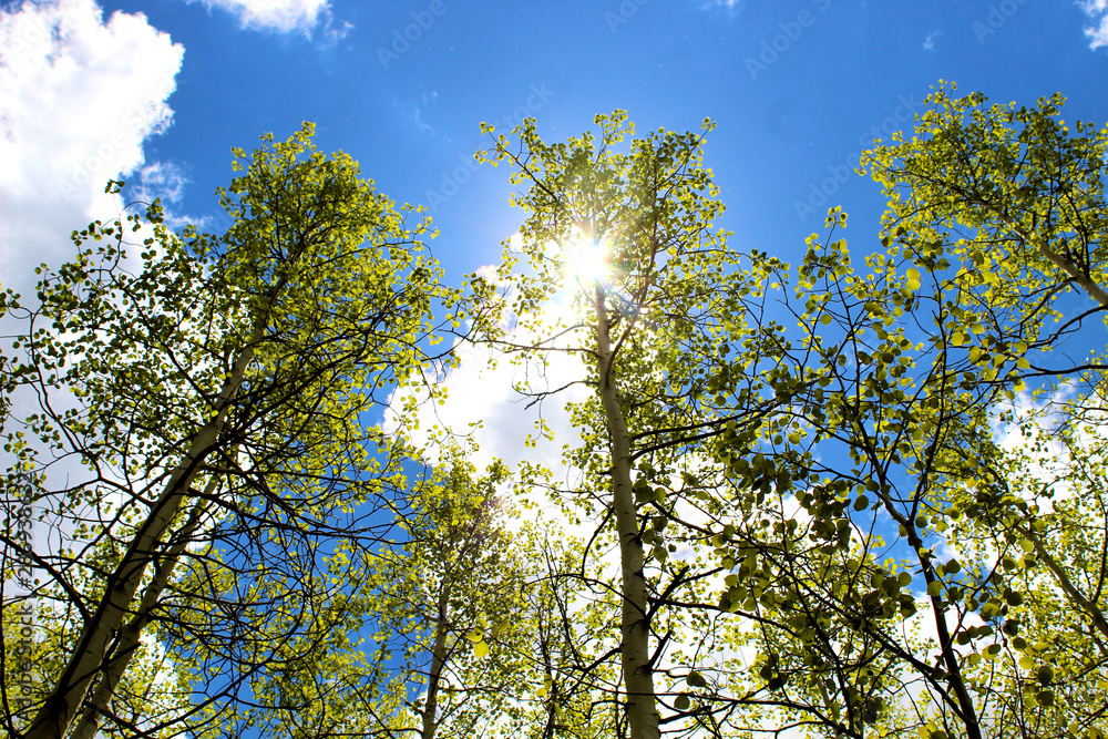 Obraz premium Summer afternoon