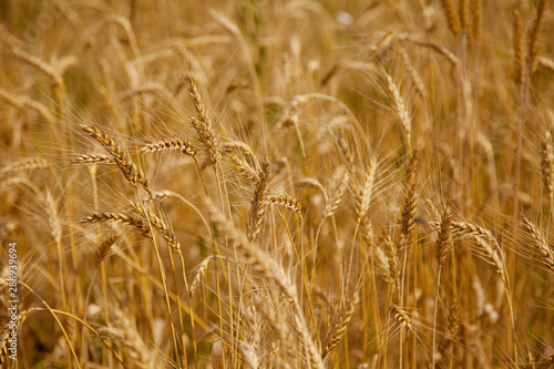 Gold wheat field close-up.Texture and background of Mature grains