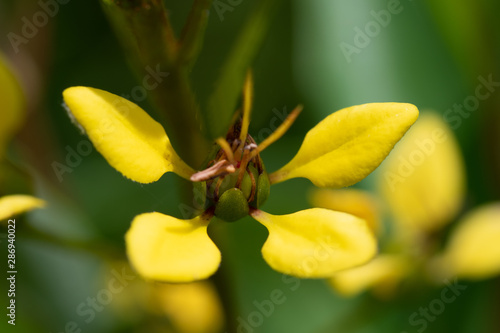 Yellow Petaled flower with green background shot at 1:1 macro