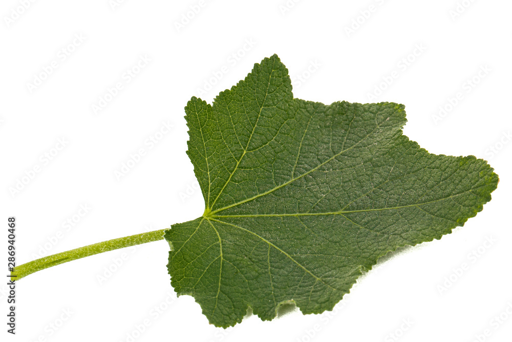 Green leaf of mallow, isolated on white background