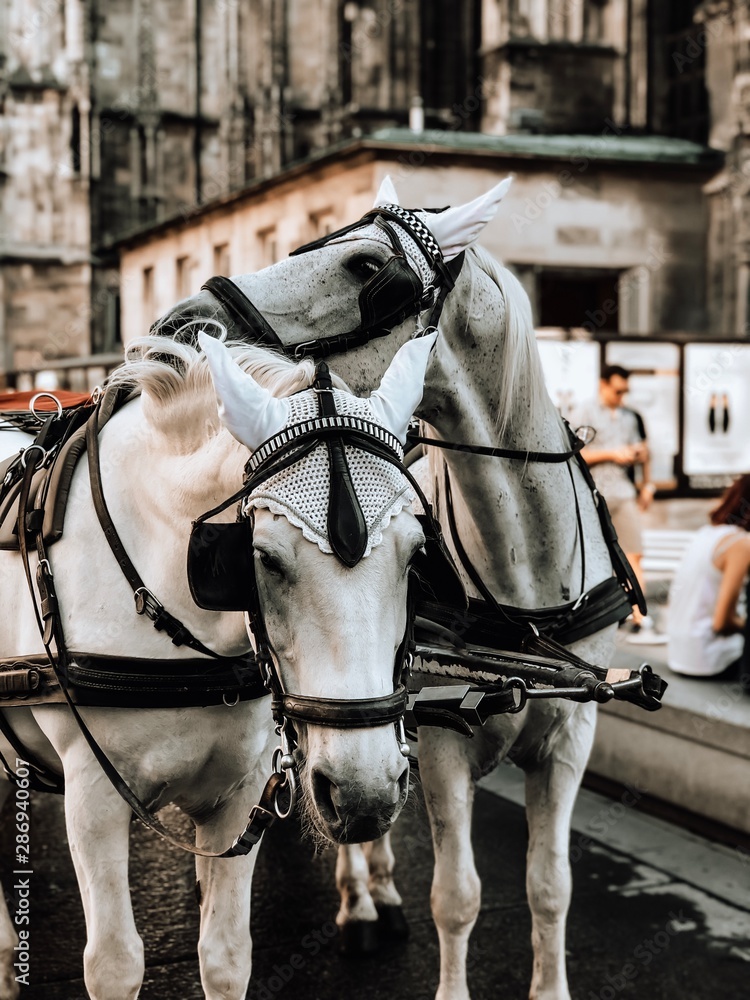 horse and carriage in sevilla horse and carriage in sevilla