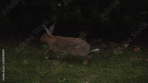 Wild Rabbit Running 4K video footage