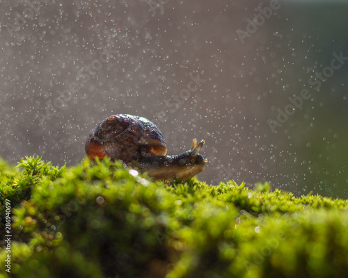 The snail on the green moss under the water drops. Bokeh in the background