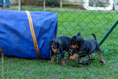 Photography German Pinscher Puppies