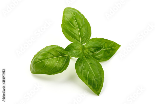 Fresh Basil leaves, isolated on white background