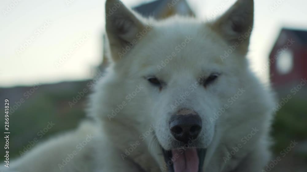Zoom in: Close-Up portrait of dog on field - Disko Bay, Greenland Zoom in: Close-Up portrait of dog on field - Disko Bay, Greenland