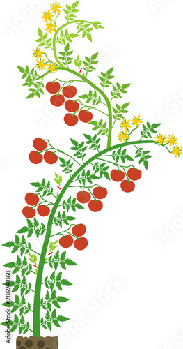 Semi-determinate tomato plant with green leaf and red tomatoes isolated on white background