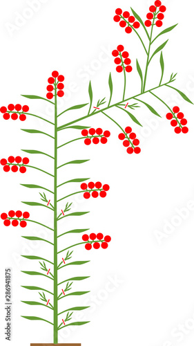Semi-determinate tomato plant with green leaf and red tomatoes isolated on white background