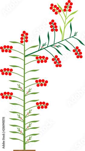 Semi-determinate tomato plant with green leaf and red tomatoes isolated on white background