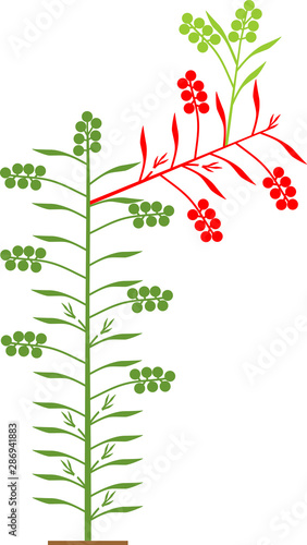 Semi-determinate tomato plant with green leaf and red tomatoes isolated on white background