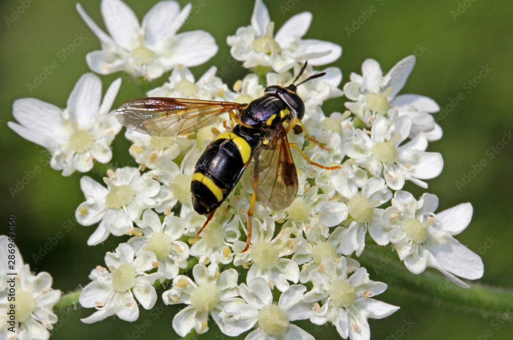 mosca floricola nera e gialla (Chrysotoxum bicinctum) mosca floricola nera e gialla (Chrysotoxum bicinctum)