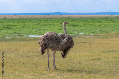 Common Ostrich in Africa, Serengeti park, female standing in the savannah
