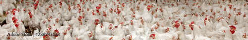 Poultry. Chicklets. Chicken. Stable. Farming. Panorama. Netherlands. Parent animals.