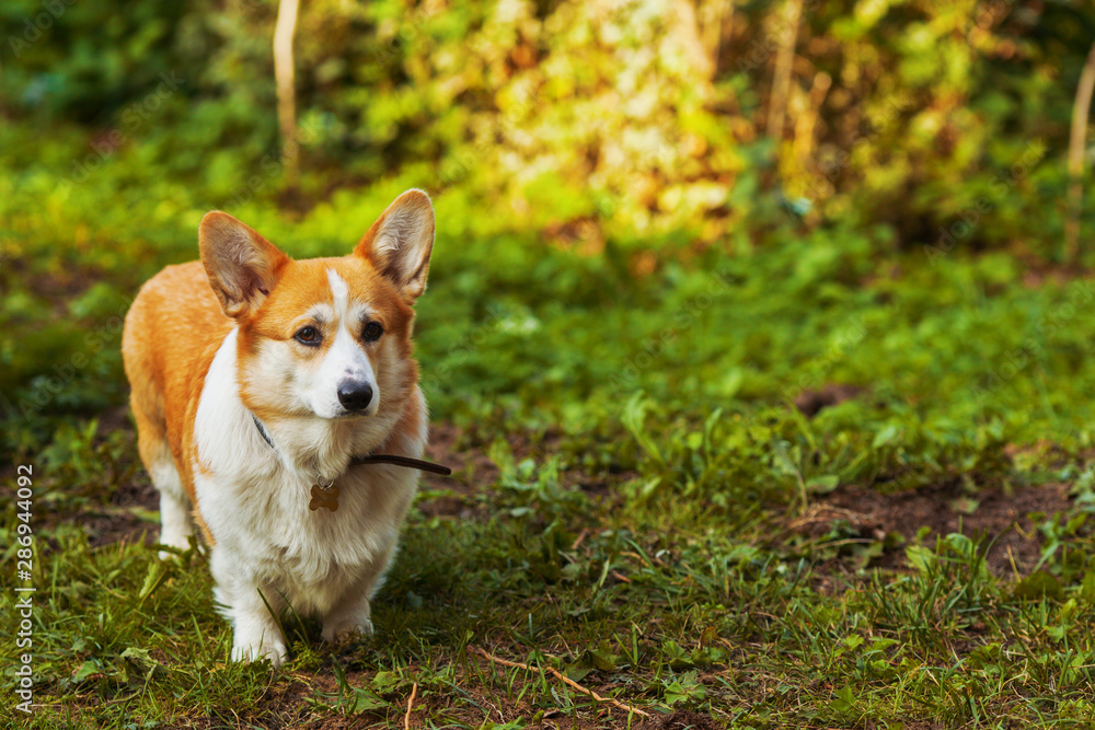 Welsh corgi pembroke in park sunny summer 