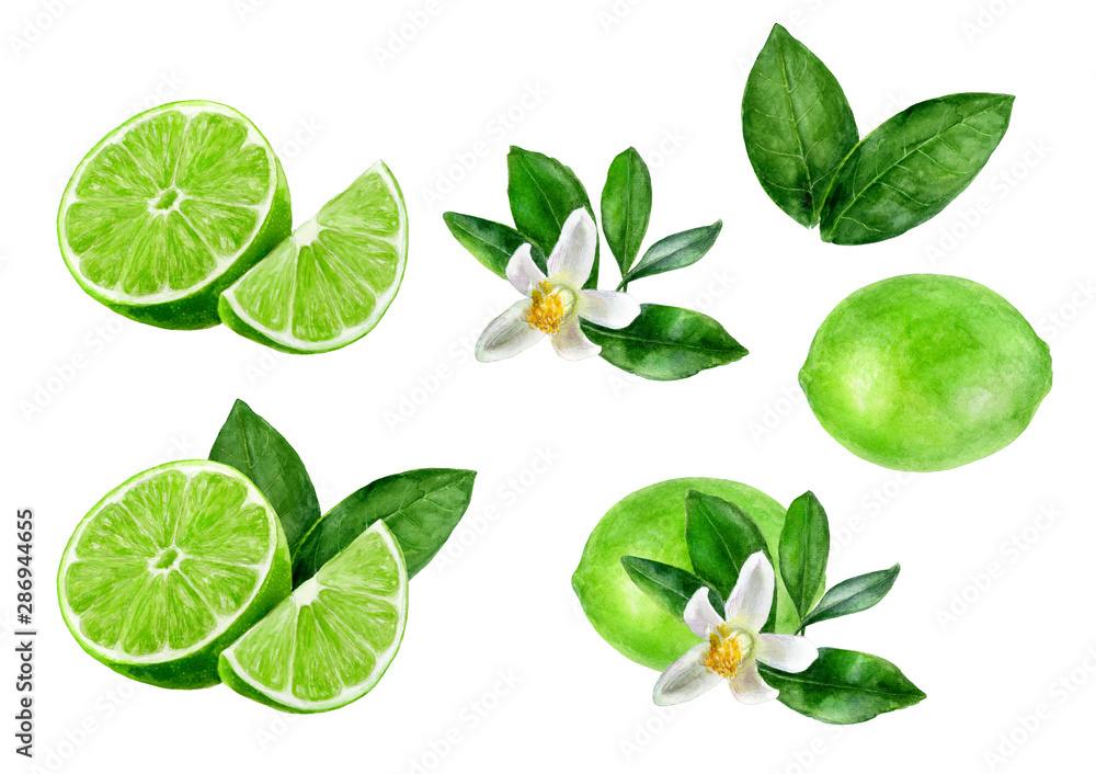 Lime set watercolor illustration isolated on white background Lime set watercolor illustration isolated on white background