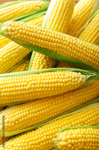 Fresh corn on the cobs. Summer healthy vegetables.