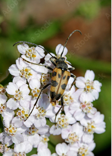 coleottero floricolo (Judolia cerambyciformis) © gabriffaldi