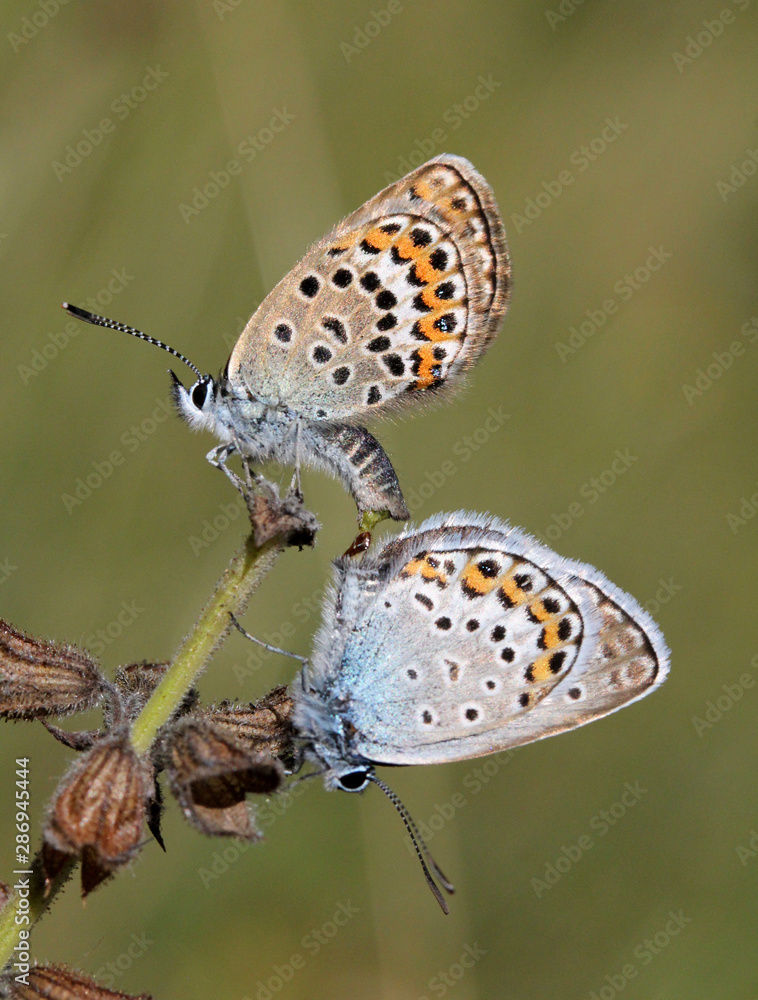 Fototapeta premium farfalline in accoppiamento (Plebeius argus)