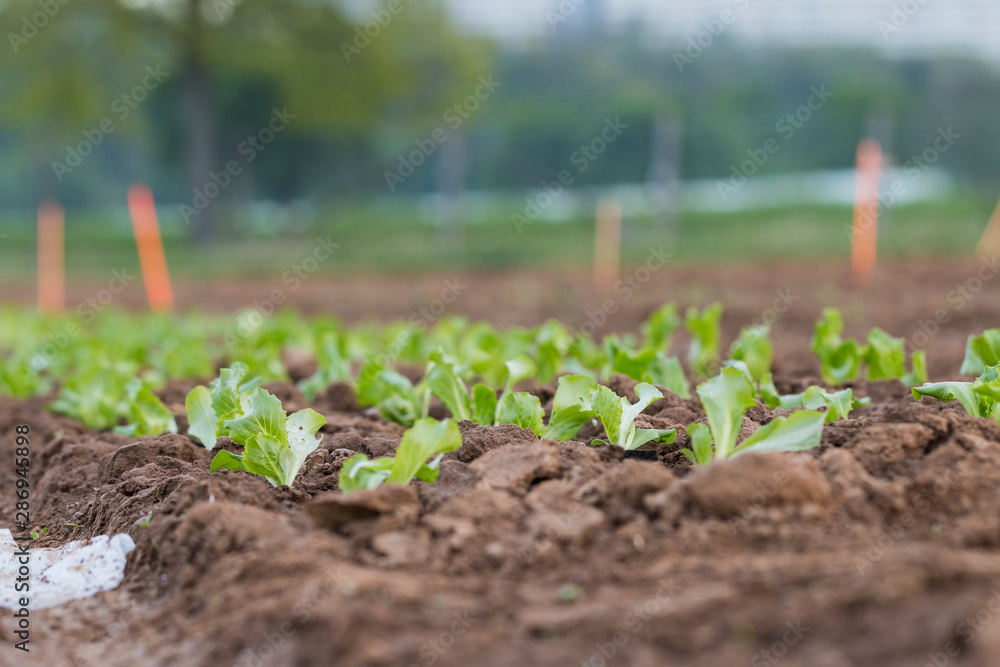 Salat Pflanzen auf einem Versuchsfeld Salat Pflanzen auf einem Versuchsfeld