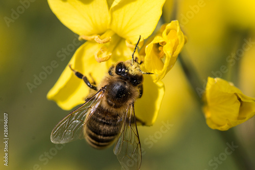 Honigbiene auf einer Rapsblüte