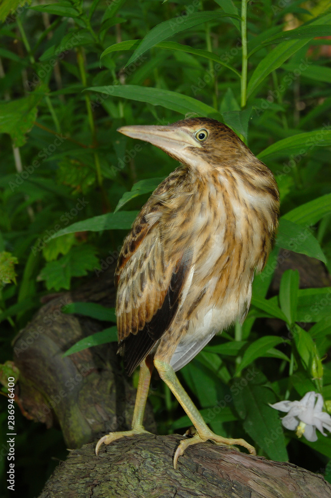 Fototapeta premium bird